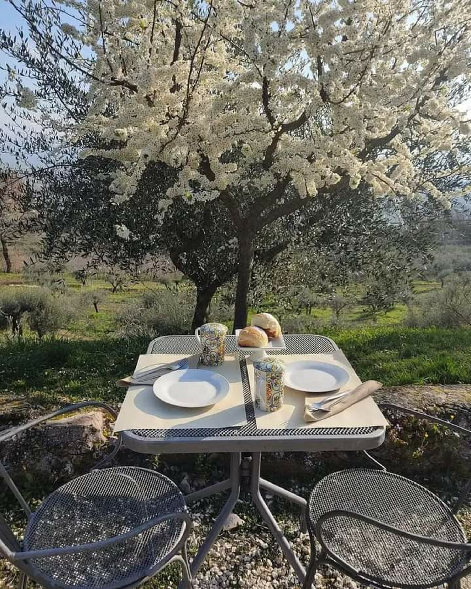 Tavolo apparecchiato all'aperto sotto un albero in fiore