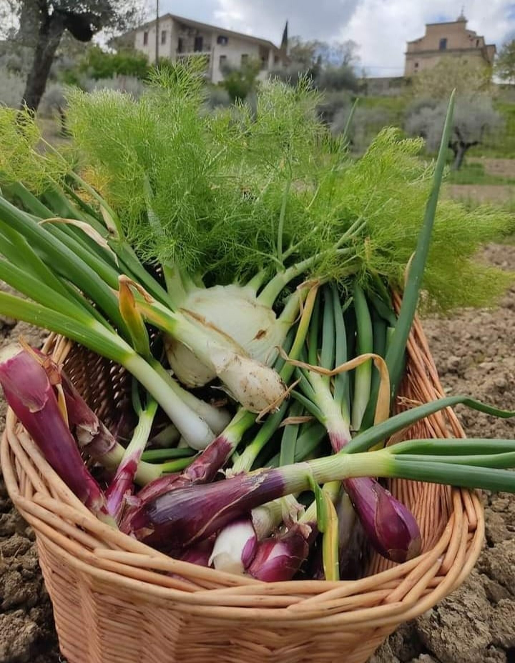 Verdure raccolte nell'orto