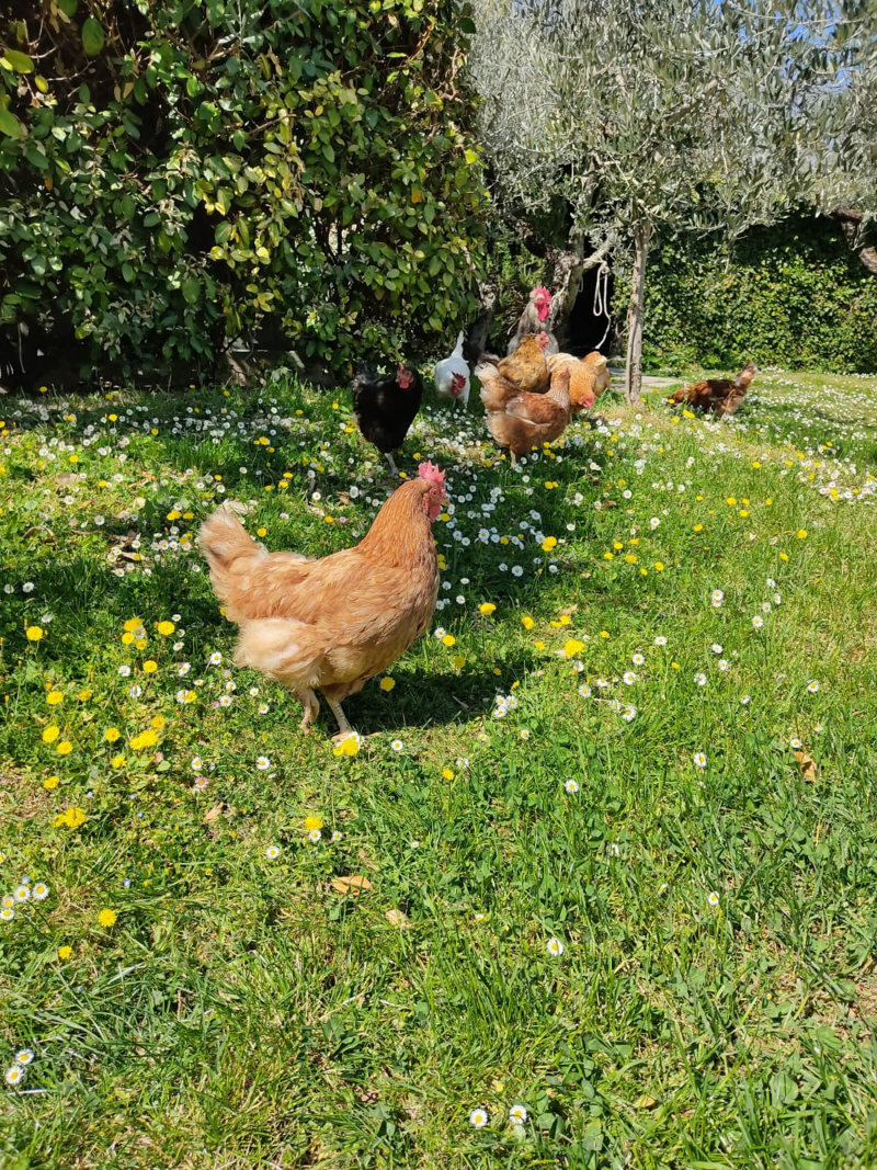 Le galline nel prato