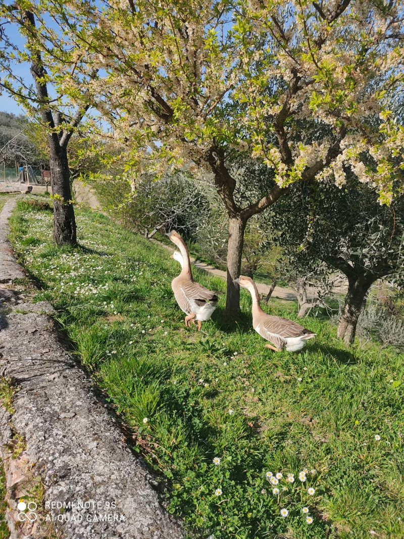 Le oche della fattoria