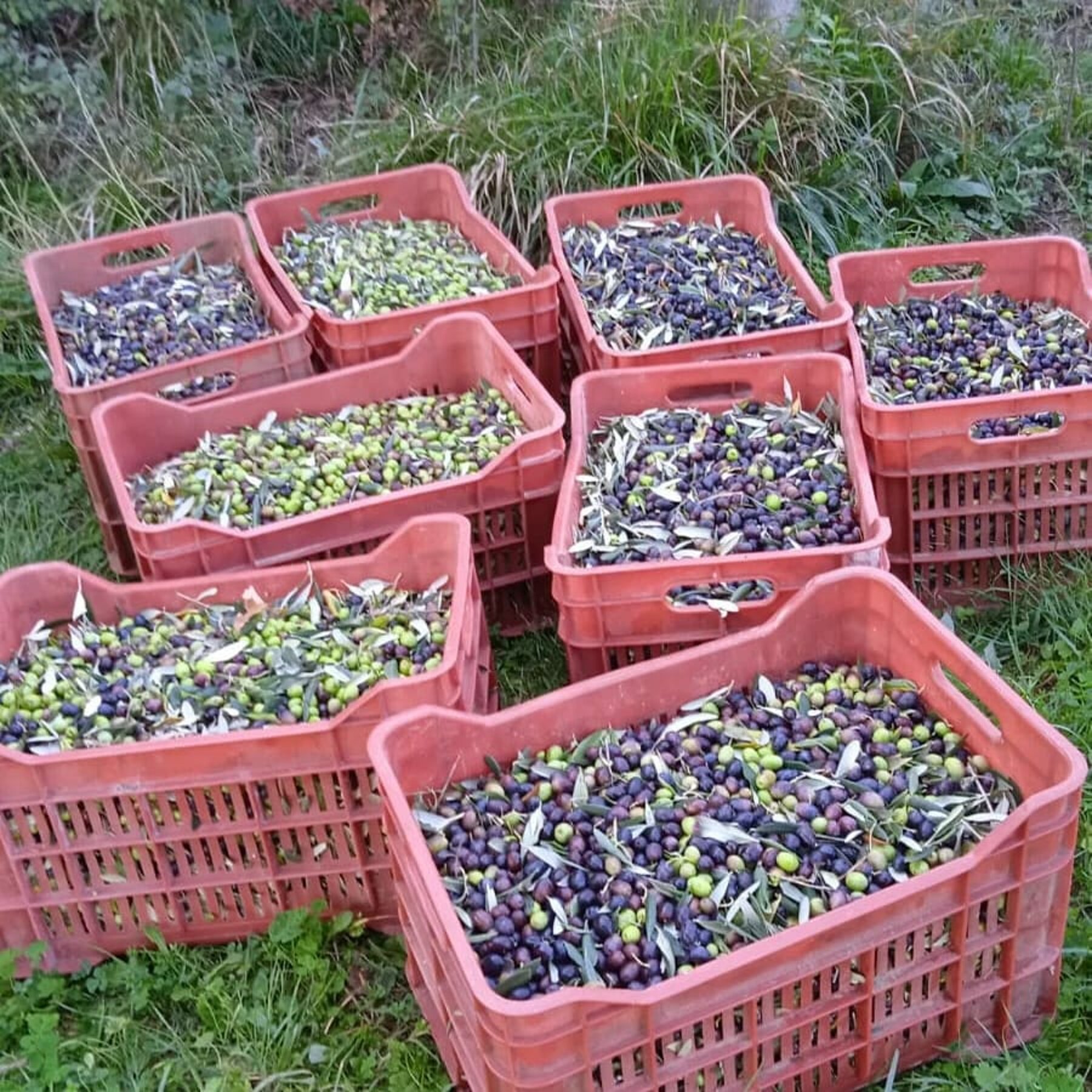 Cassette di olive raccolte